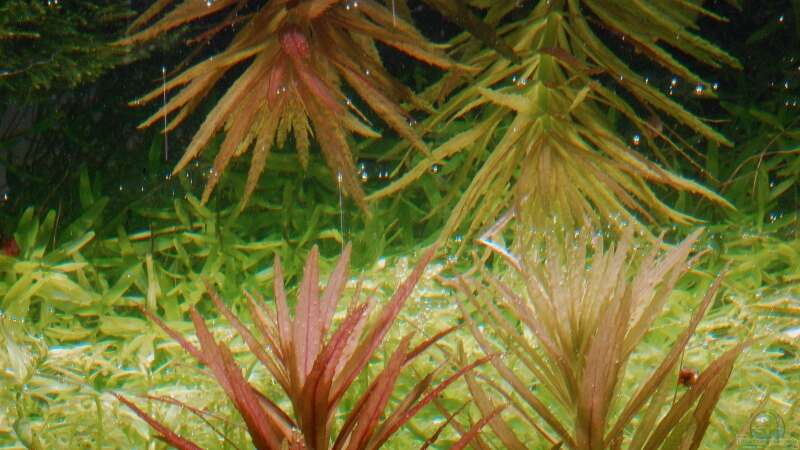 Limnophila aromaticoides- Spiegelungen an der wasseroberfläche von Kuro-Schio (8)