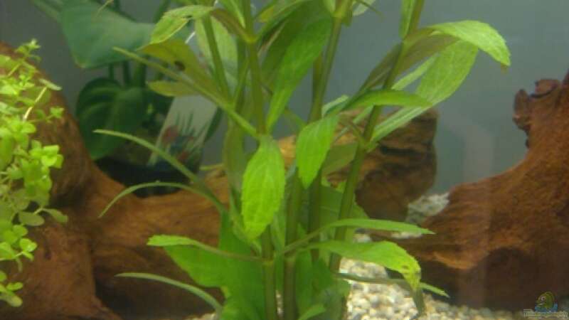 Aquarien mit Limnophila aromatica