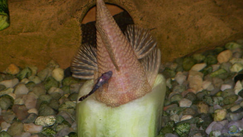 antennenwels albino weibchen in der gurke von Mathias Carstens (4)