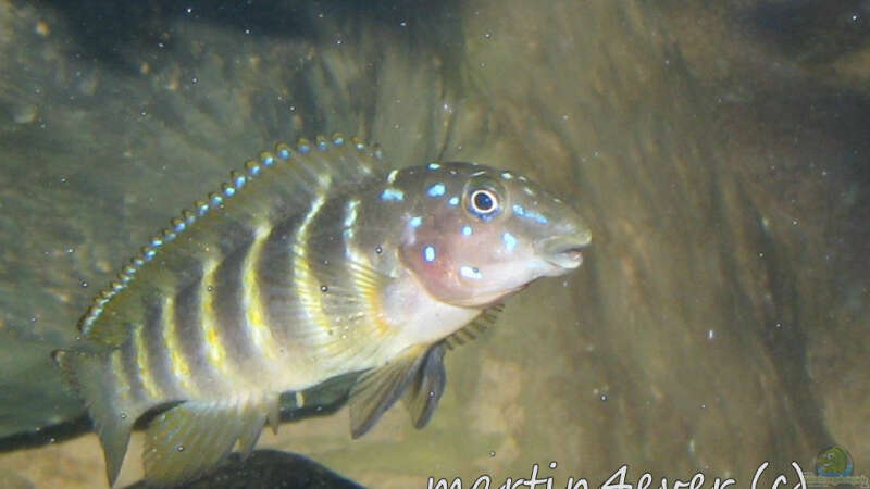 Eretmodus cyanostictus im Aquarium halten (Einrichtungsbeispiele für Gestreifte Grundelbuntbarsche)