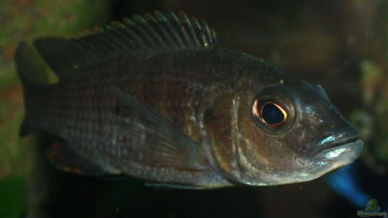 Sciaenochromis Fryeri w von JörgsMalawis (56)