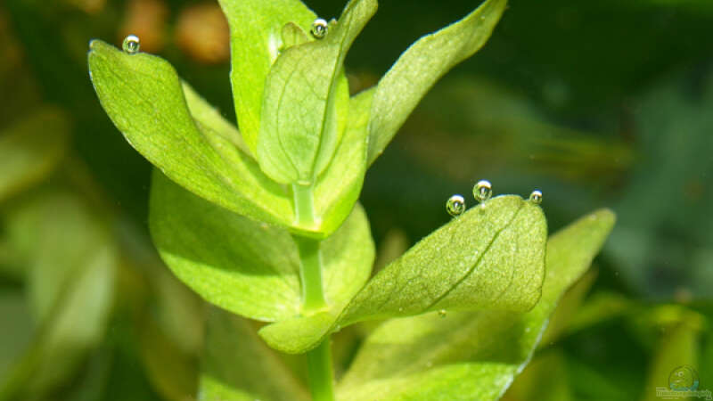 Photosynthese an Bacopa caroliniana von Michael Sch. (7)