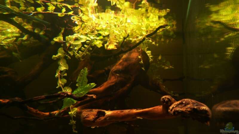 Aquarium Kellerbecken von Cichlid Power (8)