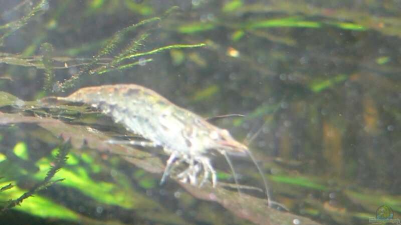 Neocaridina davidi im Aquarium (Einrichtungsbeispiele für Rückenstrichgarnelen)