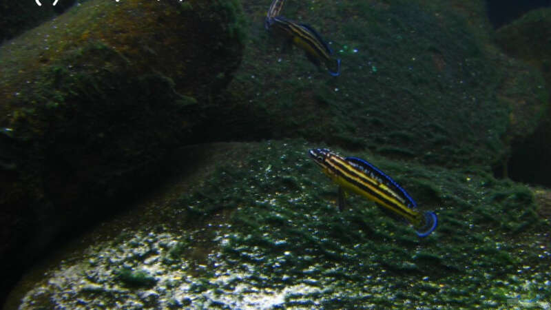 Julidochromis marksmithi im Aquarium halten (Einrichtungsbeispiele für Julidochromis marksmithi)