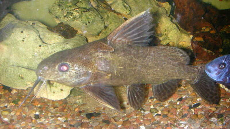 Aquarium Hauptansicht von Becken 24 von Michael Weber (7)