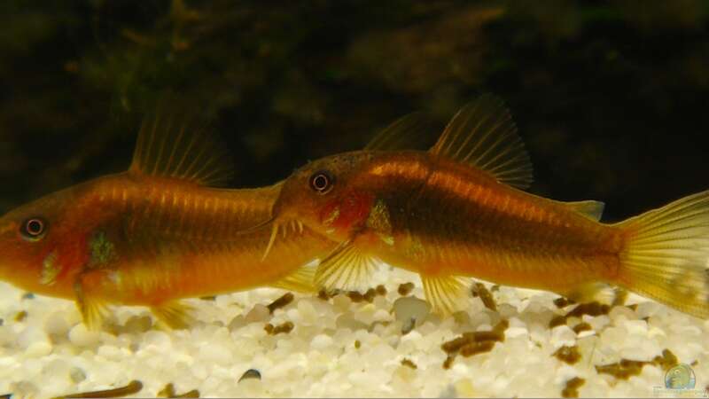 Corydoras aeneus cf. Neon Rot Orange von diveman (36)