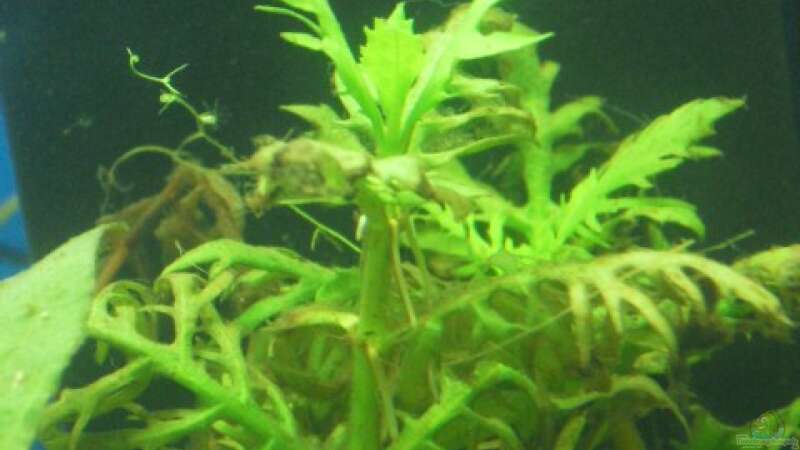 Hygrophila difformis von MiCa (12)