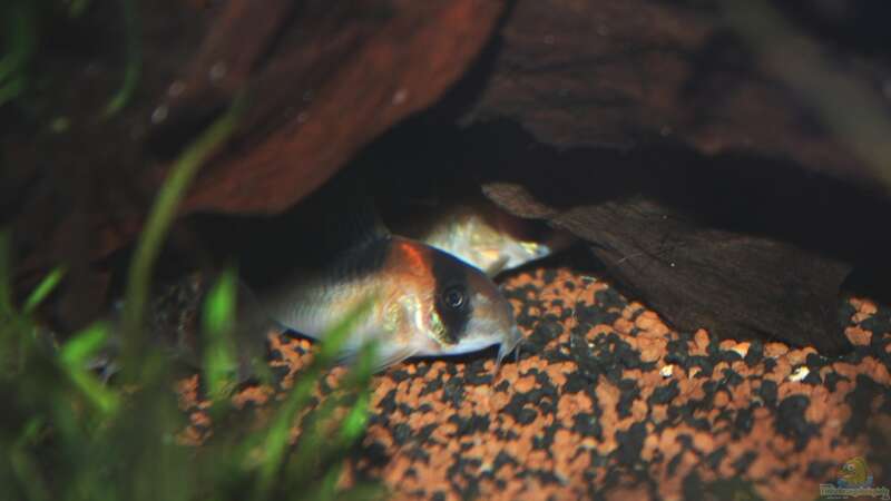 Aquarien mit Corydoras adolfoi (Adolfos Panzerwels)