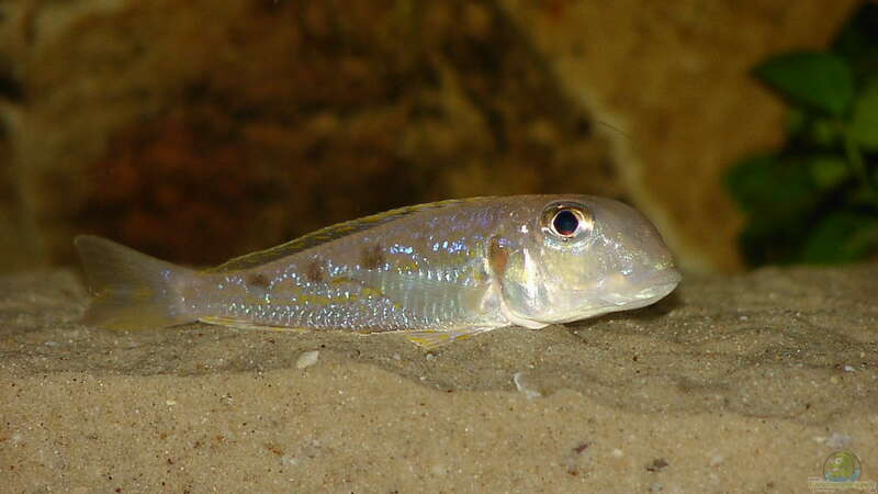 Xenotilapia ochrogenys im Aquarium (Einrichtungsbeispiele für Xenotilapia ochrogenys)