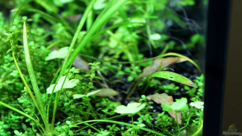  Cryptocoryne von die Perle... (23)