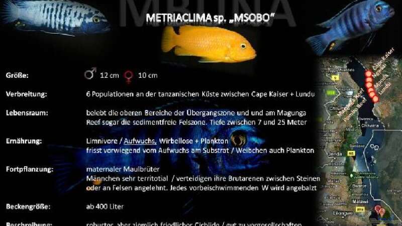 Besatz im Aquarium &quot;Mpanga Rocks&quot; Nur noch als Beispiel von Wimmer Jürgen (21)