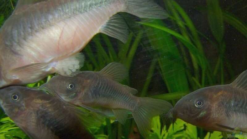 Corydoras aeneus in Stimmung :-)) von Denise83 (10)