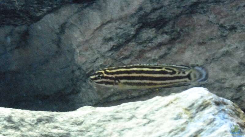 Aquarien mit Julidochromis regani (Vierstreifen-Schlankcichlide)