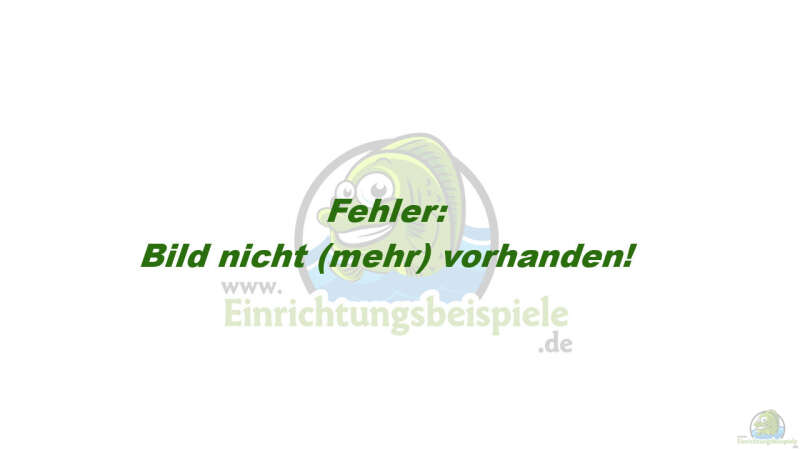 So sah das Becken im März 2005 nach der Einrichtung aus (noch ohne Algen) von Tilo Schmiedl