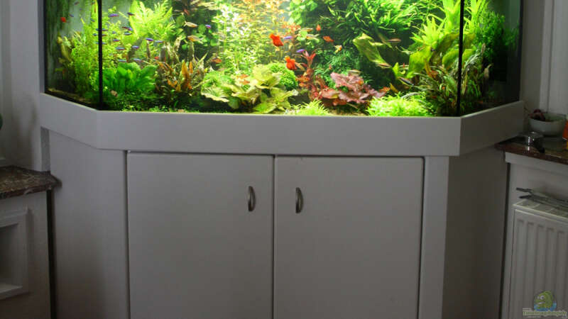 Gesamtes Aquarium von Aquarienexperts (1)