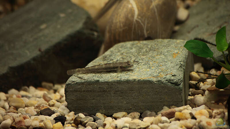 Parasicydium bandama im Aquarium halten (Einrichtungsbeispiele für Parasicydium bandama)