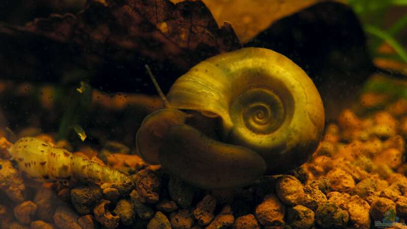 13.01.2012 - Posthornschnecke von bergfrau (25)