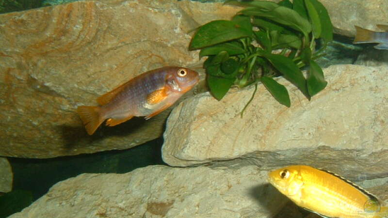 Iodotropheus sprengerae und Labidochromis yellow von Andreas Gassner (11)