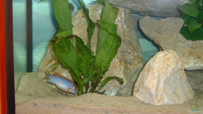 Labidochromis hongi von Andreas Gassner (10)