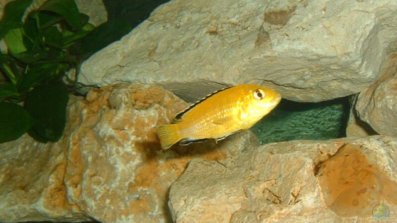 Labidochromis yellow von Andreas Gassner (9)