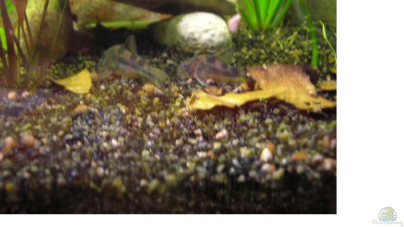 Corydoras paleatus von Südamerikafreak BK (14)