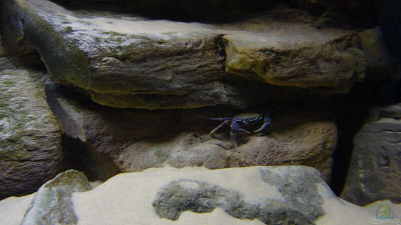 Aquarien für Potamonautes lirrangensis (Malawikrabbe)