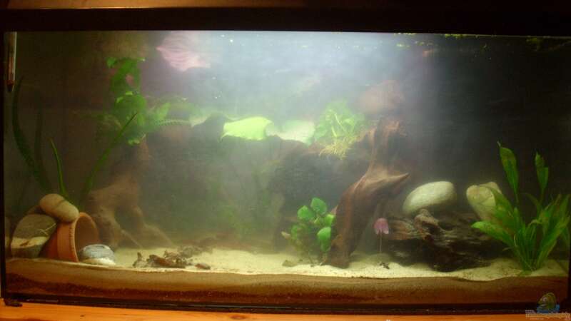 Aquarium Hauptansicht von Becken 24 von Exotist (6)