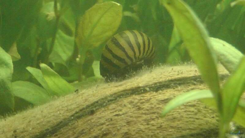 Garry...die Zebra-Rennschnecke von oliK (18)