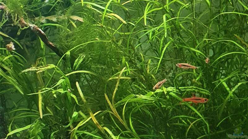 Potamogeton gayi im Aquarium pflegen (Einrichtungsbeispiele für Gays Laichkraut)