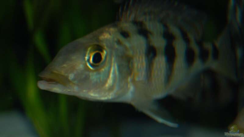 Fossochromis Rostratus von Calimero (13)