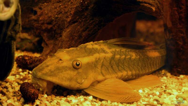 Aquarien mit Cochliodon basilisko (Roter Schilderwels)