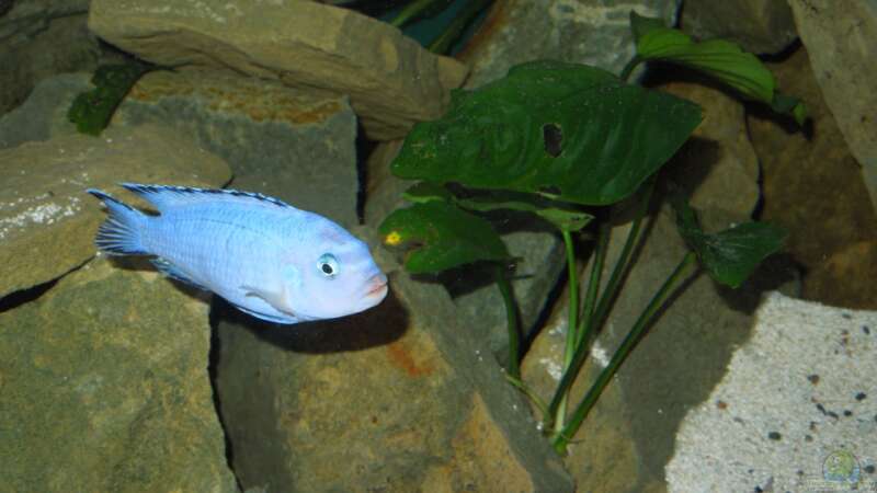 Aquarium Hauptansicht von Becken 24 von Volker Alms (57)