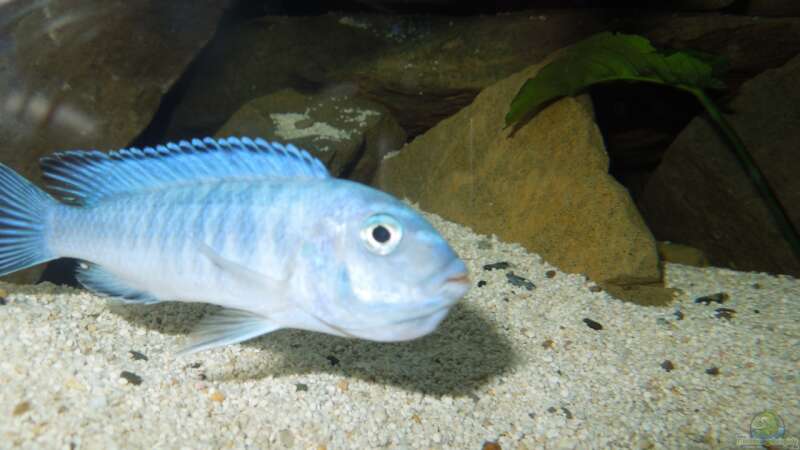 Aquarium Hauptansicht von Becken 24 von Volker Alms (62)