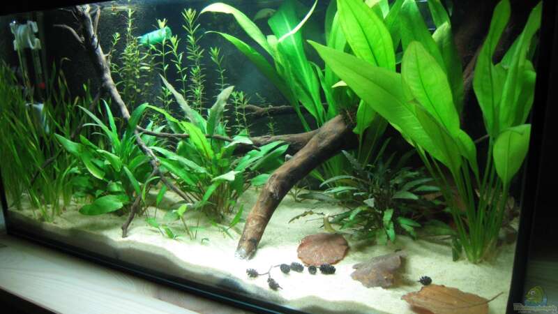 Aquarium Hauptansicht von Becken 24 von nilsi-nessi (2)