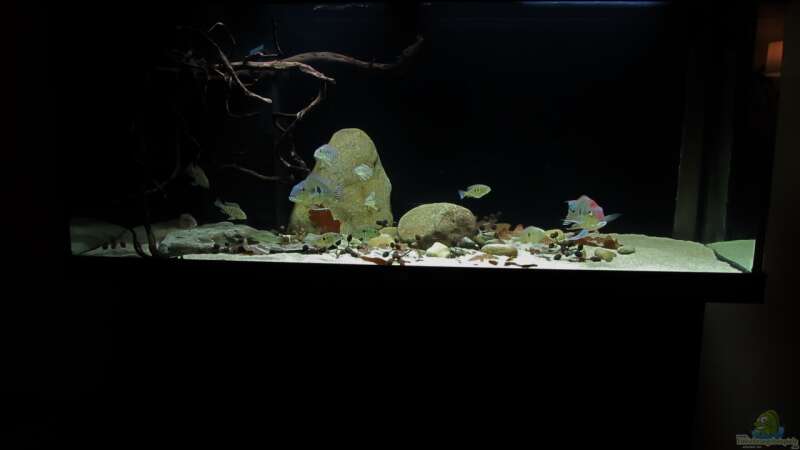 Aquarium Geophagus tapajos Biotop von Strohhut. (14)