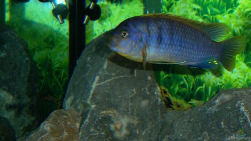 Labidochromis Hongi Red Top Der Grosse von 47 Malawi (23)