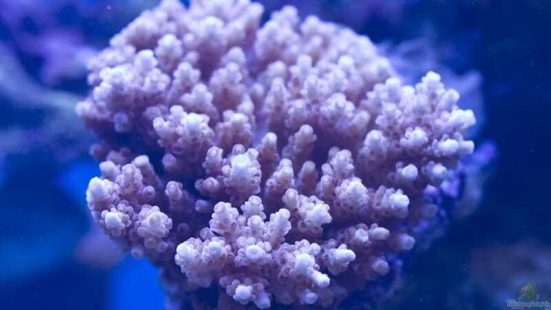Besatz im Aquarium Schwings Reef von Schwing (29)