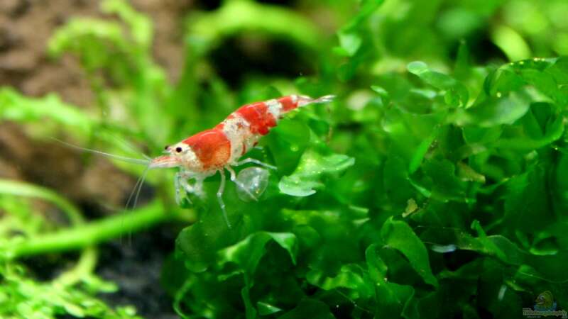 Einrichtungsbeispiele mit Caridina cantonensis Crystal Red (Kristallrote Zwerggarnele)