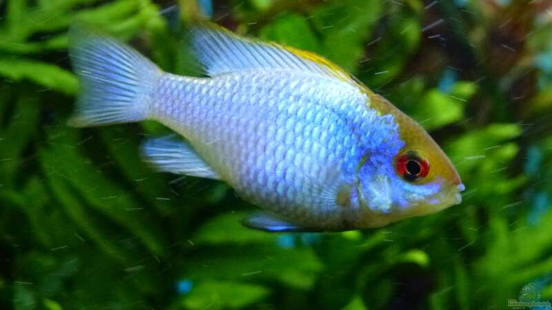 Microgeophagus ramirezi/Electric blue von Guppy62 (30)