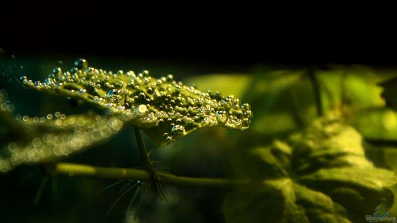 Pflanzen im Aquarium Rio Formoso von die Perle... (27)