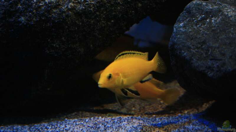 Aquarium Hauptansicht von Becken 24 von Florian Bandhauer (90)