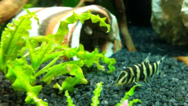 Aquarien mit Botia histrionica (Zebrastreifenschmerle)