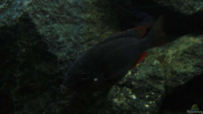 Einrichtungsbeispiele mit Copadichromis borleyi (Kadango Red Fin)