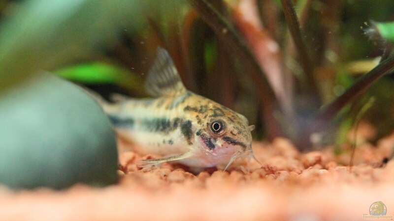 Aquarien für Corydoras pygmaeus (Zwergpanzerwels)