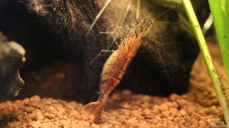 Caridina propinqua im Aquarium pflegen (Einrichtungsbeispiele mit Mandarinengarnelen)