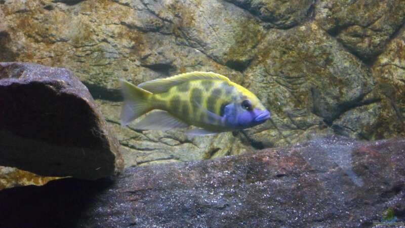 nimbochromis venustus bock von Sascha G. (19)