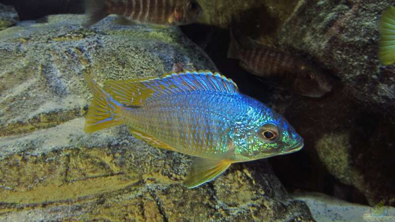 Placidochromis sp. jalo 01.07.2014 von Steffen G (36)