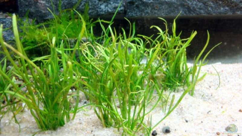 Aquarien mit Lilaeopsis mauritiana (Mauritius-Graspflanze)