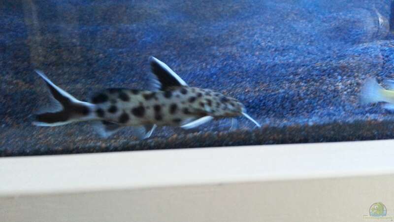 Synodontis petricola von ~MISCHA WILKEN~ (46)